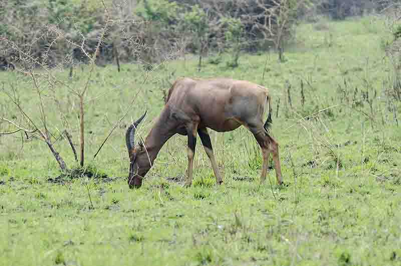 152 - Antilope Topi - parque nacional Queen Elizabeth - Uganda